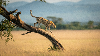 Cheetah walks down twisted tree in savannah
