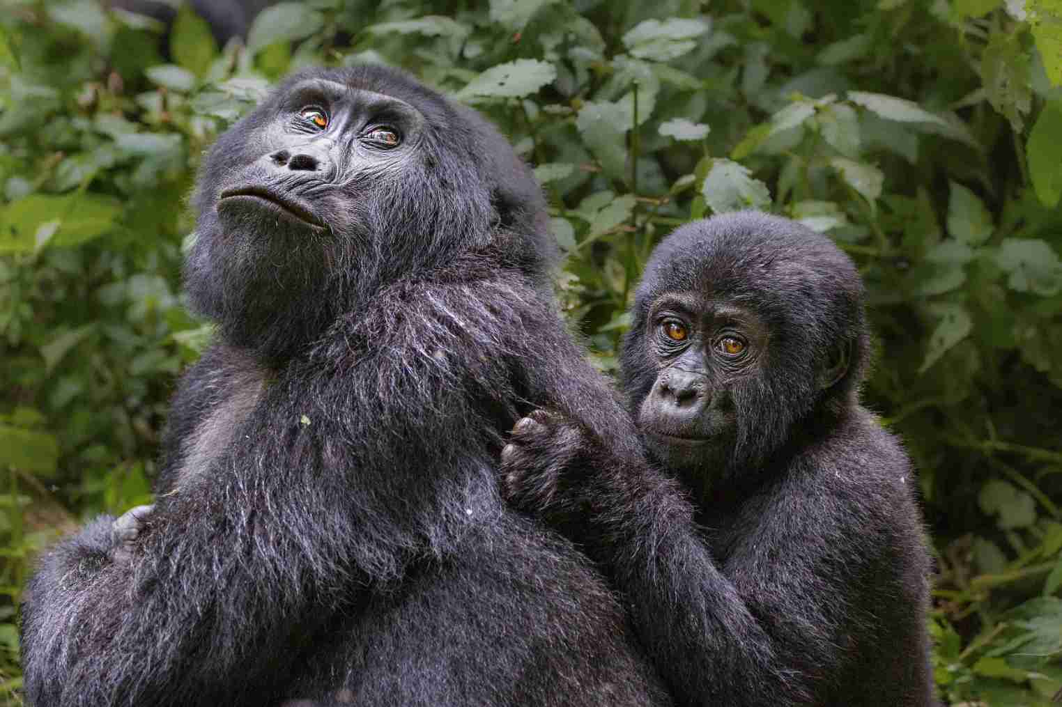 Schimpanse in uganda