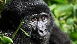 Mountain Gorilla - Bwindi Uganda